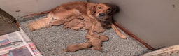 Golden Retriever dogs for sale: Working Golden Retriever Puppies  - Advert 2