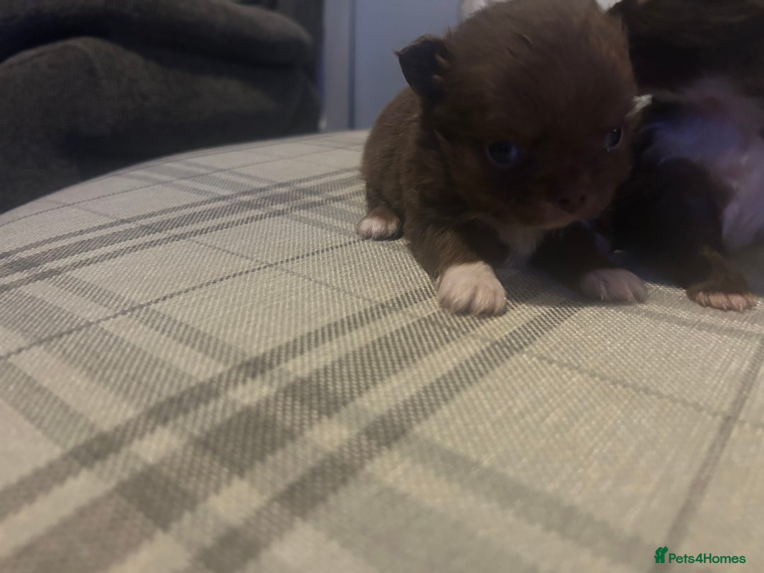 Chihuahua dogs for sale: Perfect Chihuahua pups for sale  - Advert 4