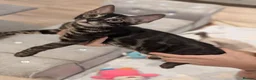 Bengal cats for sale: 🐆✨ TICA-Registered Bengals 🐆✨ - Advert 38