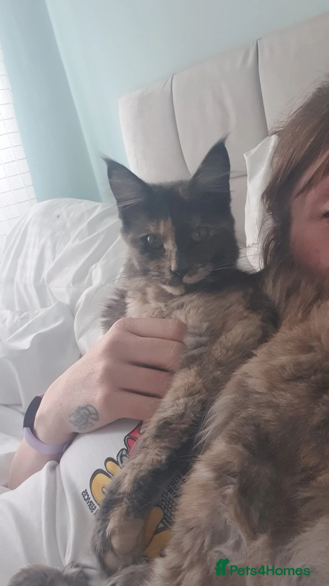 Maine Coon cats for sale: 9 mth old maine coon female - Advert 2