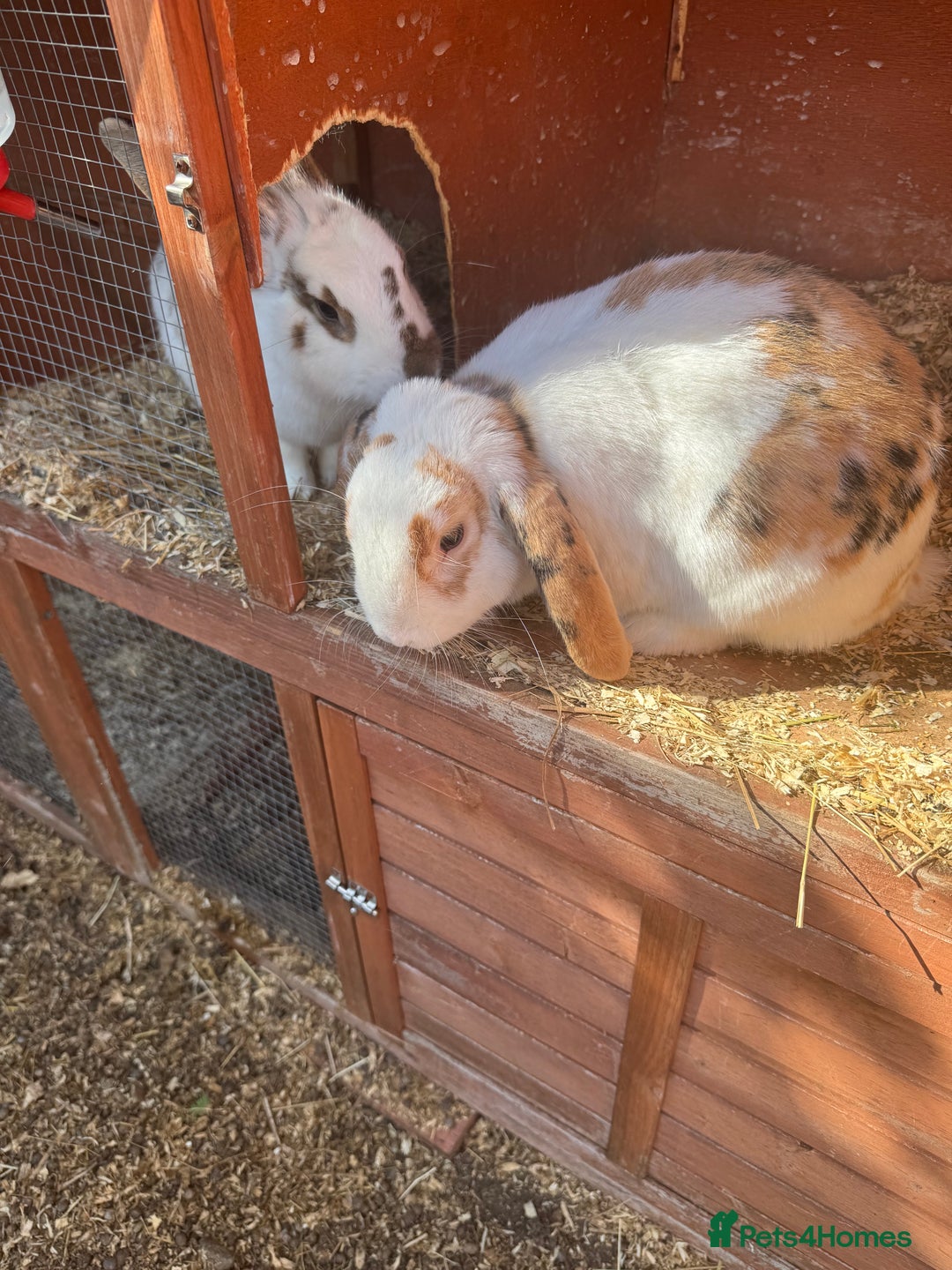 English rabbits for sale: Rabbits for rehoming  - Image 2