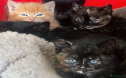 Mixed Breed cats for sale: Beautiful Mixed breed Kittens - Image 2
