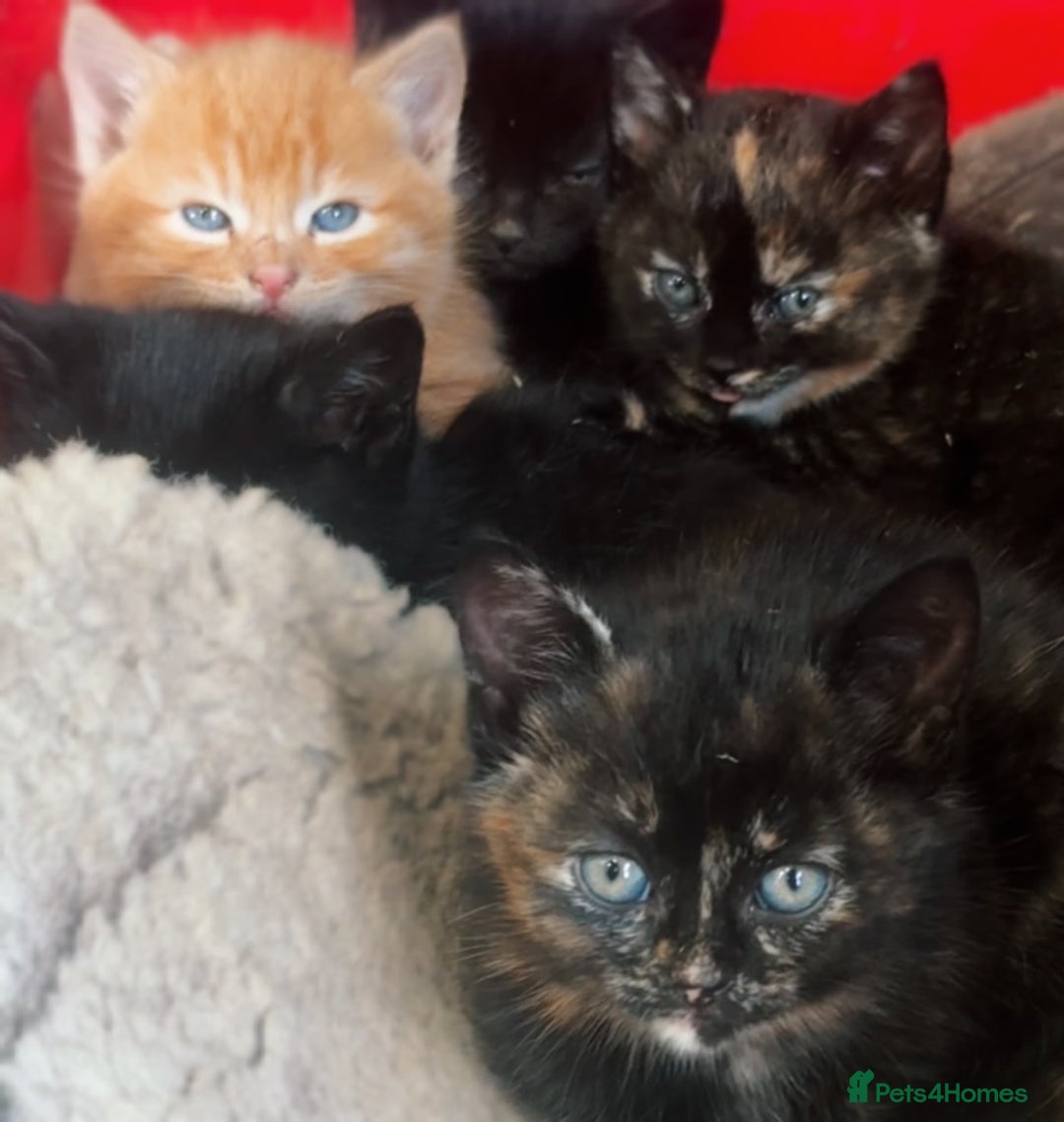 Mixed Breed cats for sale: Beautiful Mixed breed Kittens - Image 2