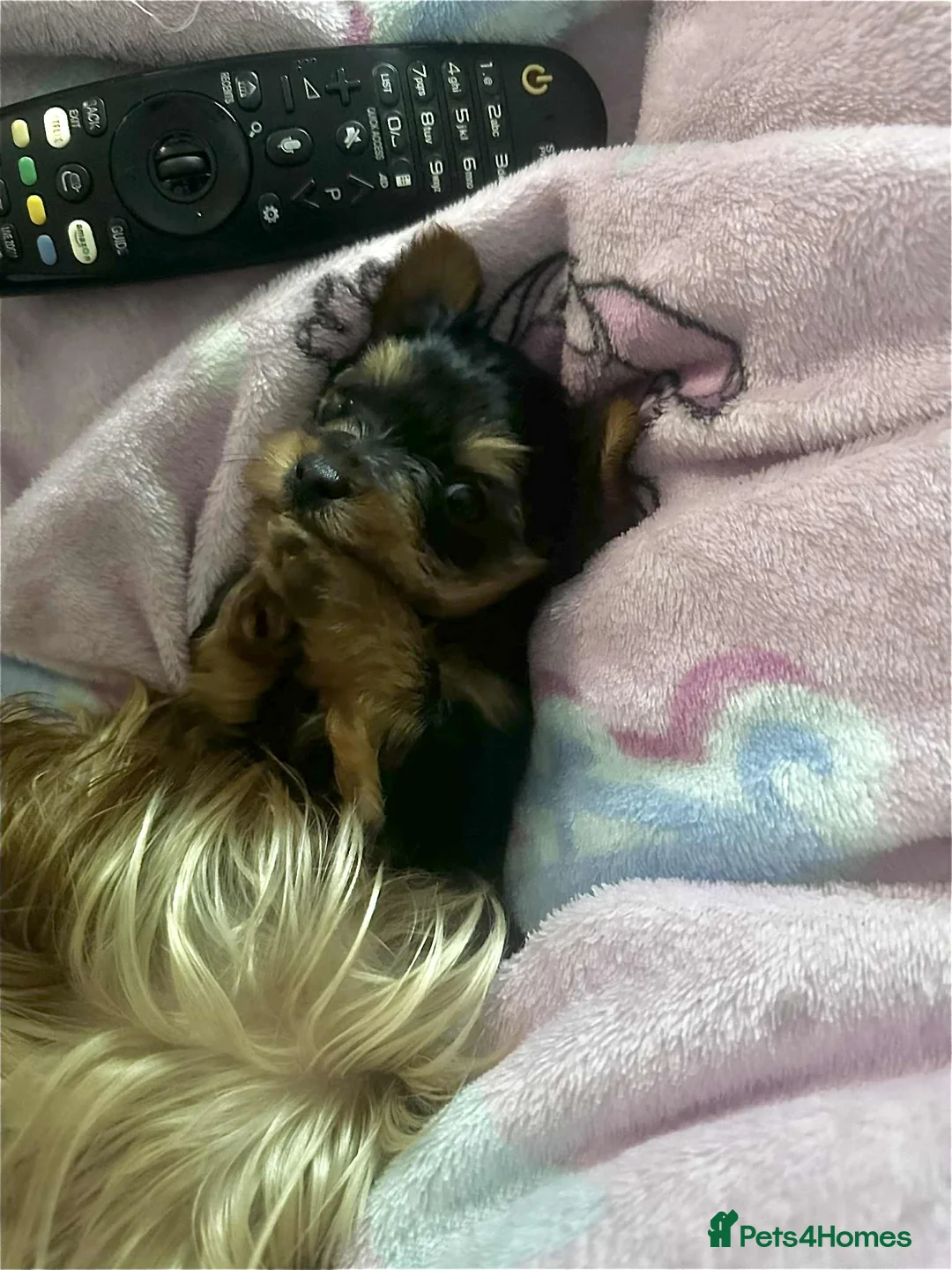 Yorkshire Terrier dogs for sale: yorkshire terrier and baby boy - Advert 15