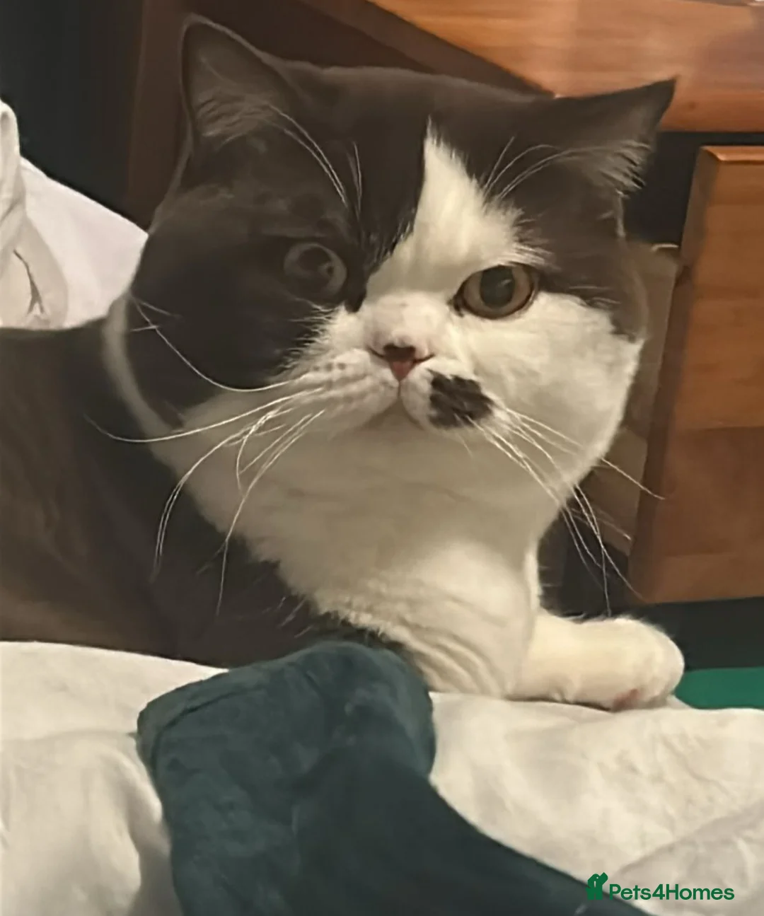 British Shorthair cats for sale: Beautiful chocolate bicolour bsh boy - Advert 2