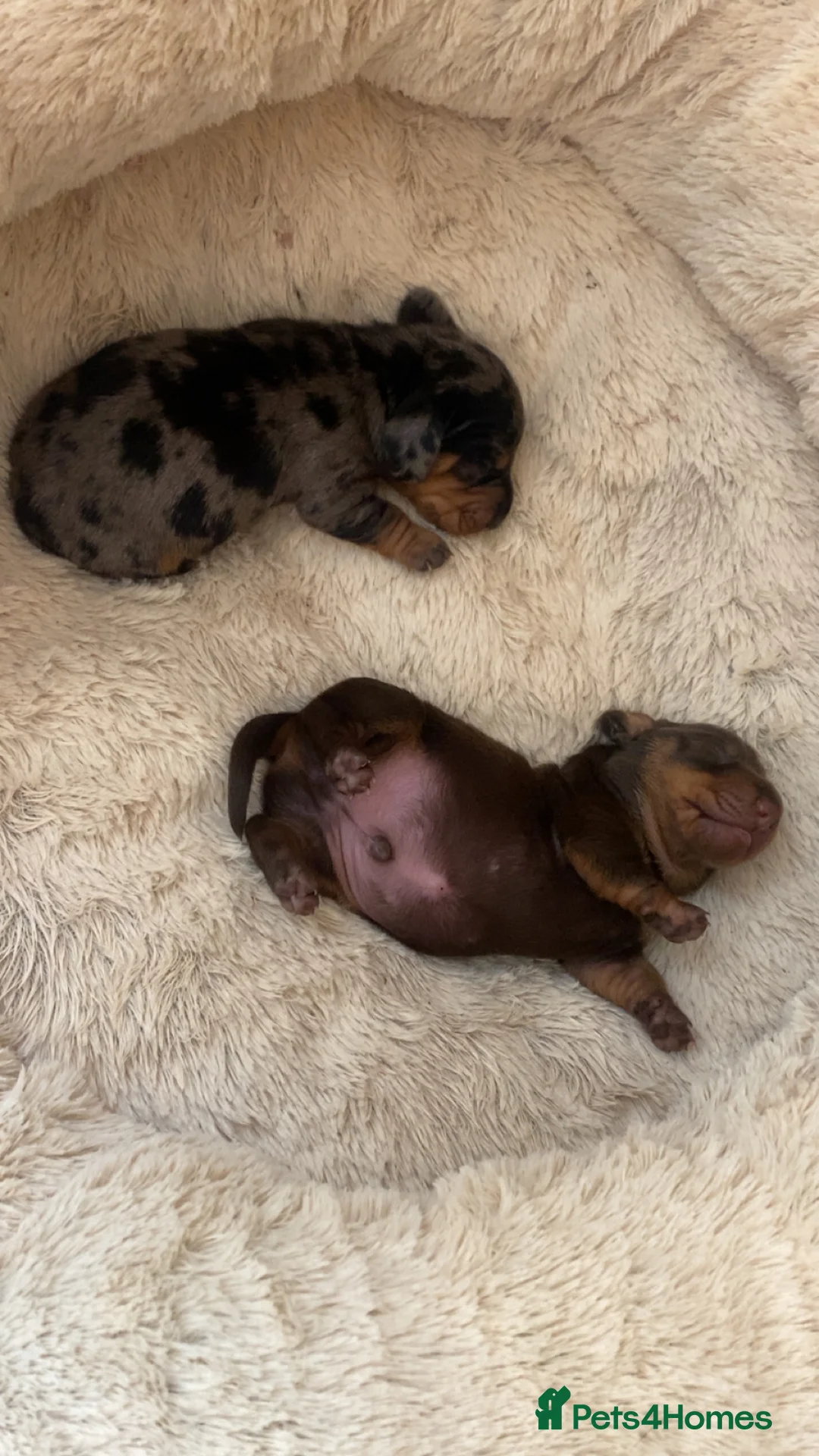 Miniature Dachshund dogs for sale: Minature Dachshund  - Advert 2