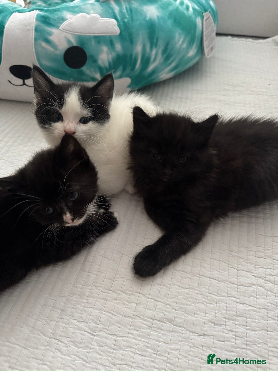 Domestic Shorthair cats for sale: 5 Playful Tuxedo & Black Kittens – Ready Now - Image 18