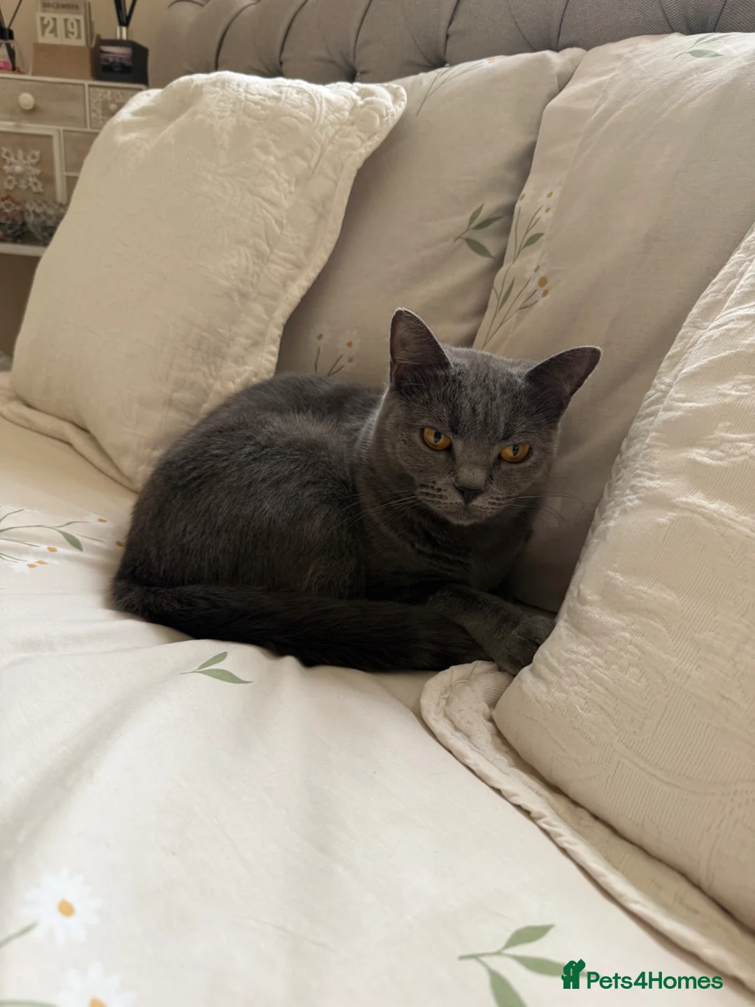 Mixed Breed cats for sale: Female British Shorthair Siberian Mix  - Advert 10