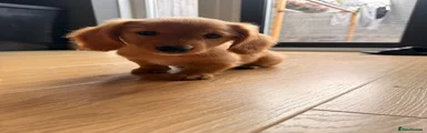 Miniature Dachshund 1