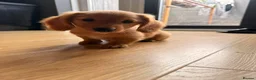 Miniature Dachshund dogs for sale: Miniature Long Haired Dachshund  - Advert 40