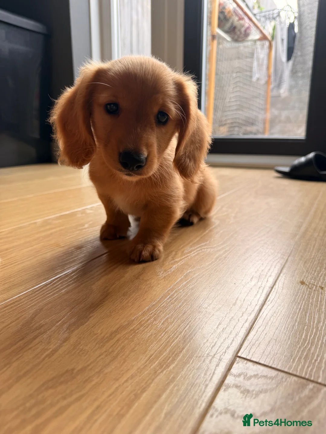 Miniature Dachshund dogs for sale: Miniature Long Haired Dachshund  - Advert 40