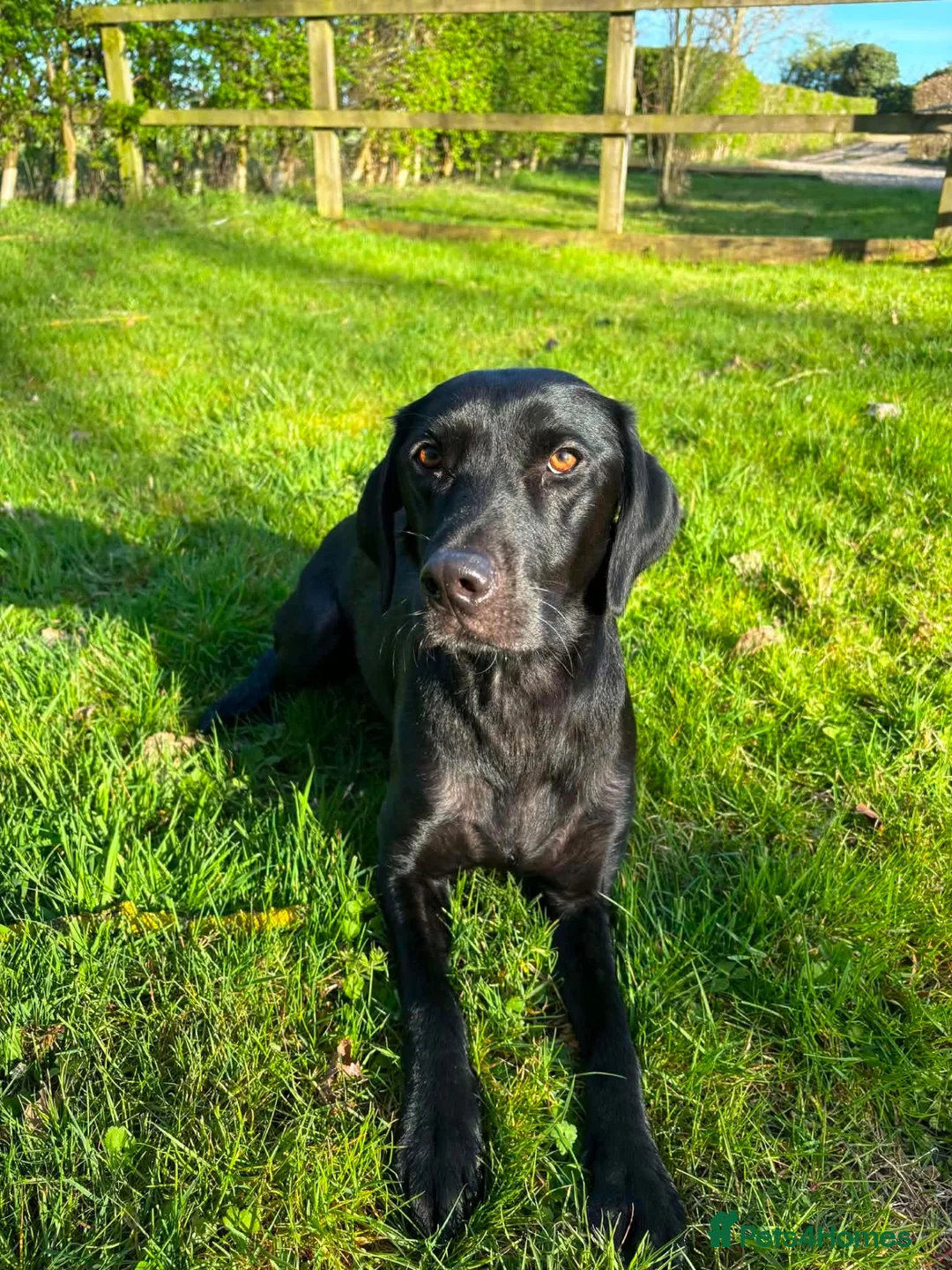 Labrador Retriever dogs for sale: Gorgeous fox red/ black kc Labrador puppies 🐶  - Advert 2