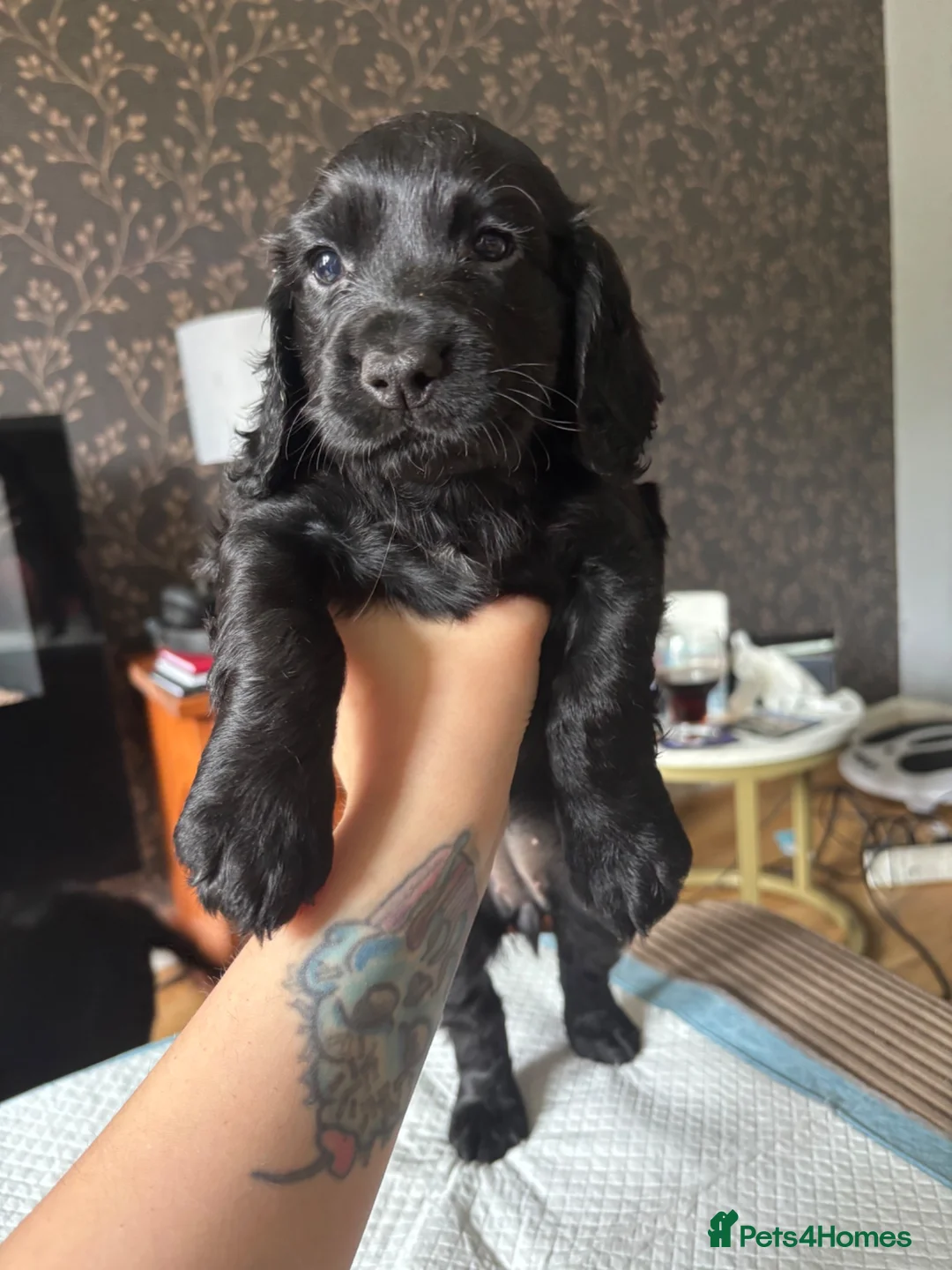 Cocker Spaniel dogs for sale: Cocker puppies  - Advert 2