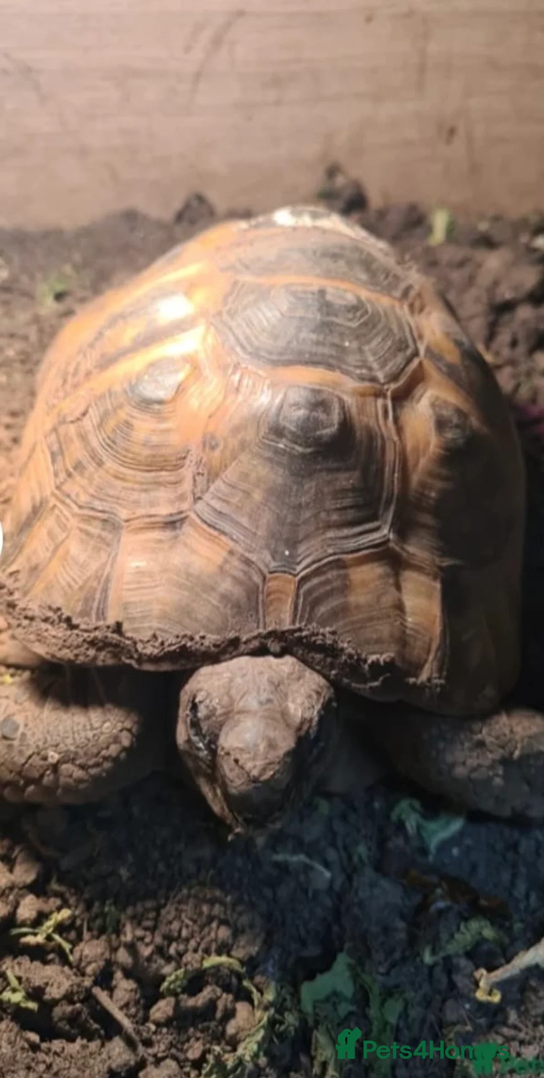 Tortoise reptiles for sale: Herman’s Tortoise and Vivarium in Portsmouth - Advert 2