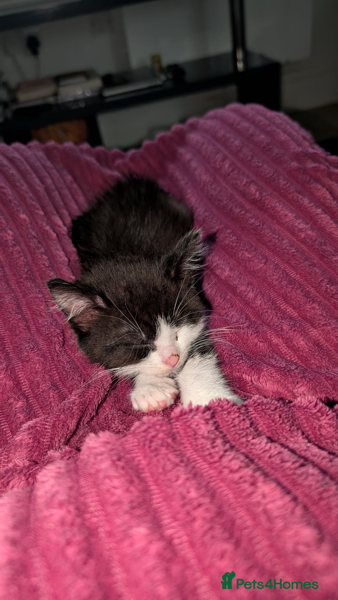 British Longhair cats for sale: Female  - Advert 2