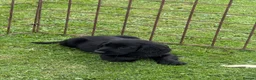 Cocker Spaniel dogs for sale: Cocker Spaniel puppies  - Advert 12