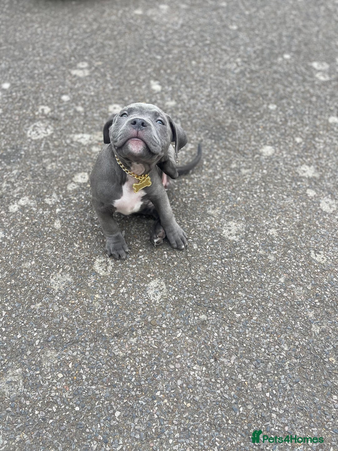 Mixed Breed dogs for sale: Olde Tyme Bulldog x American Staffordshire Pups - Image 4