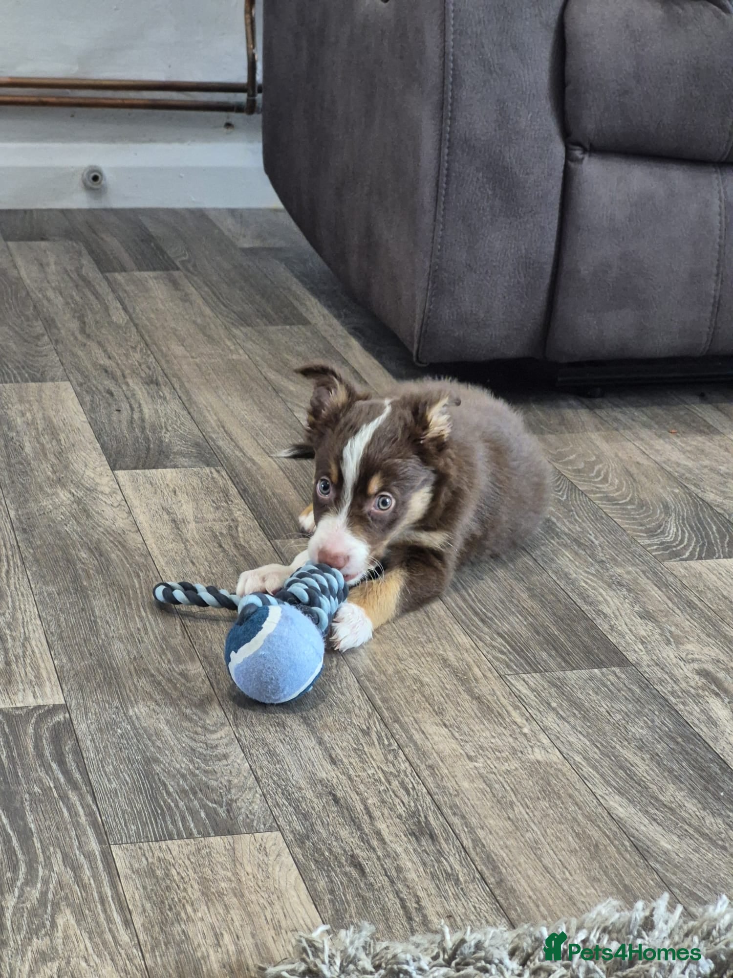 Border Collie dogs Male border collie last one left - Advert 4