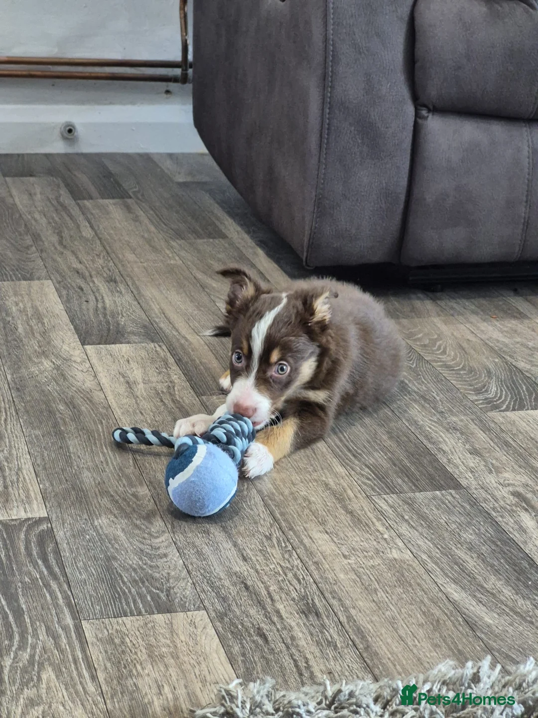 Border Collie dogs for sale: Male border collie last one left in Immingham - Advert 1