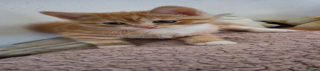 Mixed Breed Kitten 2