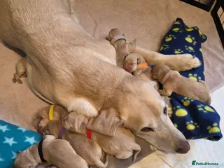 Labrador Retriever dogs KC registered yellow labrador pups - Advert 1