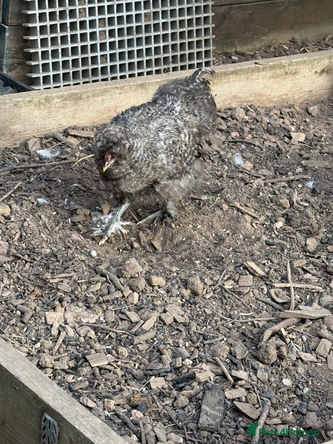 Chickens poultry for sale: Grey Wynstan USA Silkie Cockerels for Sale - Advert 2