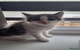 Mixed Breed cats for sale: 4 adorable kittens,4 beautiful,looking lovely home - Image 3