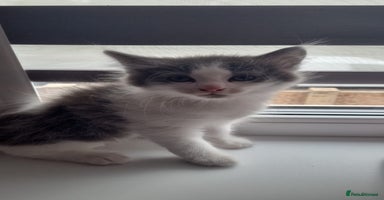 Mixed Breed cats - Advert 10