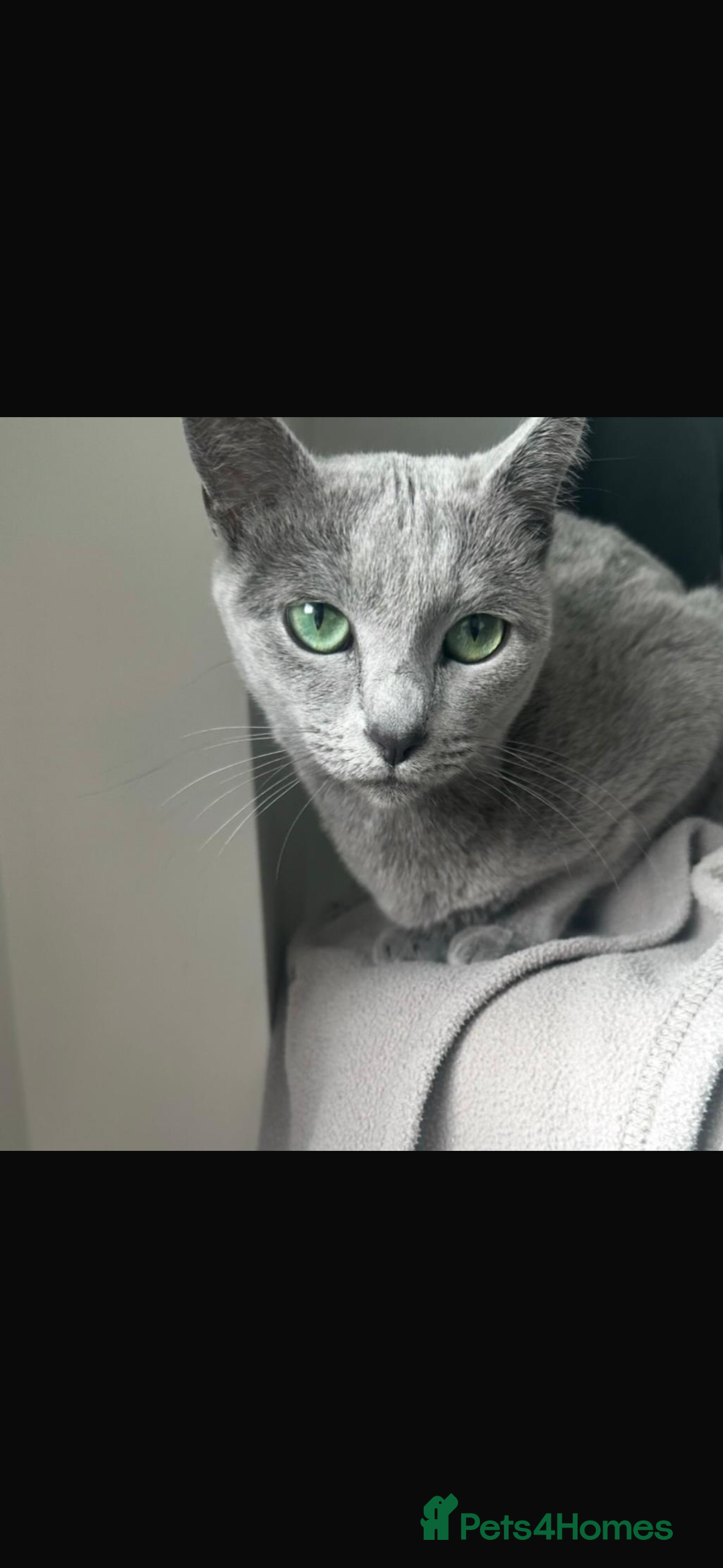 Russian Blue cats for sale: Beautiful Russian blue girl for sale  - Advert 3