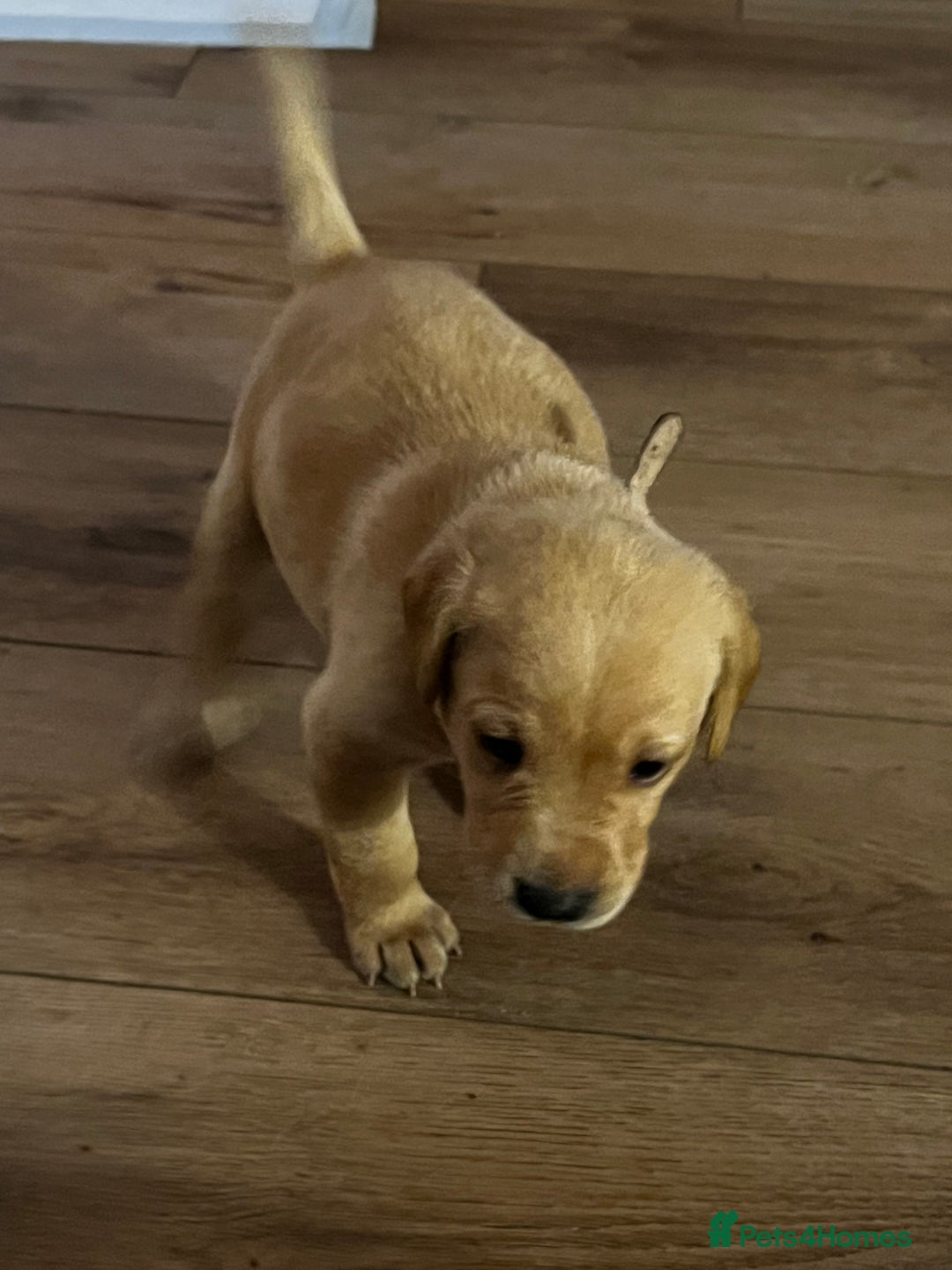Labrador Retriever dogs for sale: Beautiful fox red puppies  - Advert 7