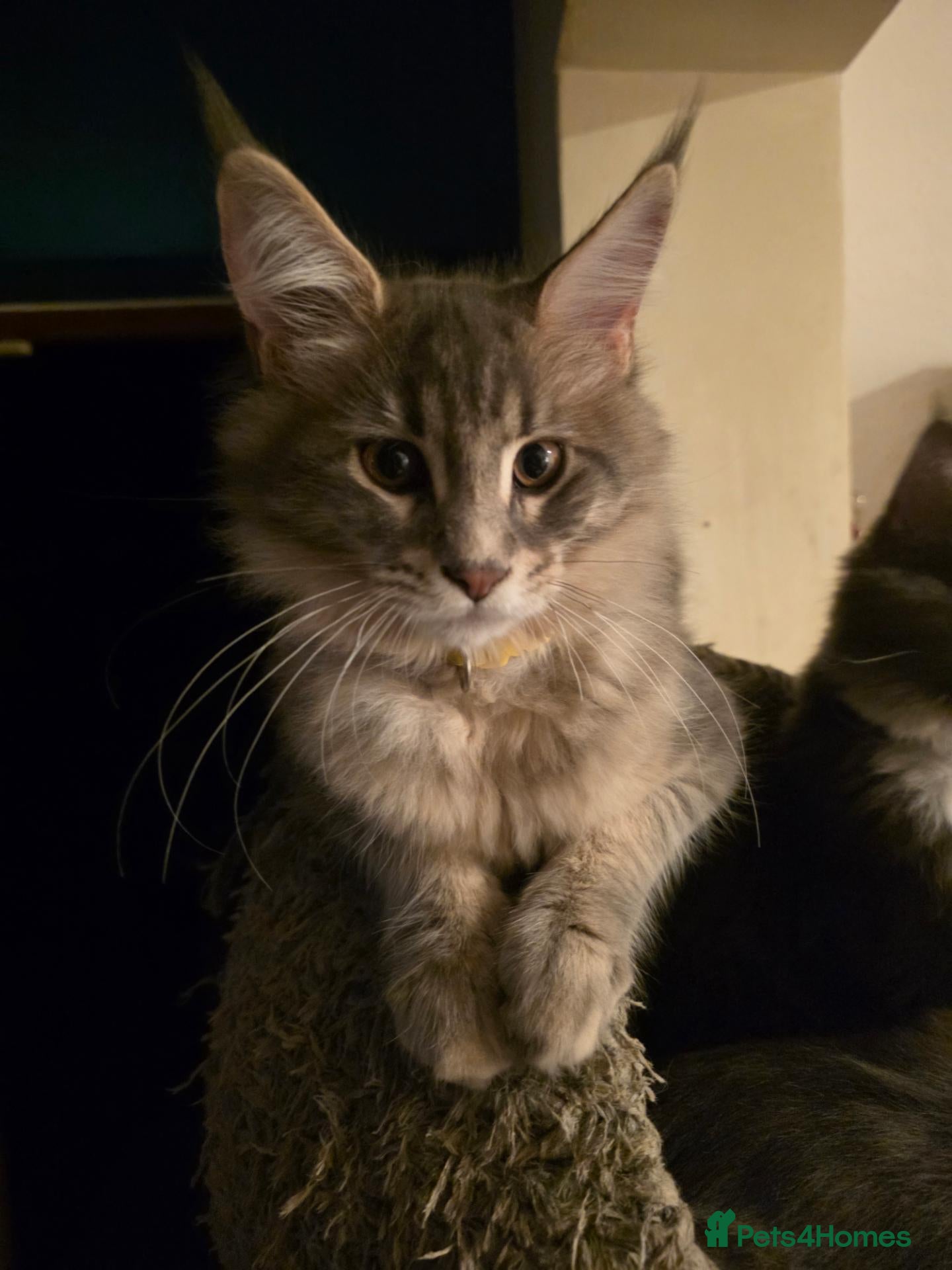 Maine Coon cats ❤️ TICA Registered Maine Coon Kittens Ready Now ❤️ - Advert 2
