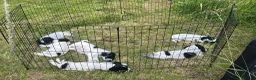 Sprocker dogs for sale: Sprocker Puppies For Sale  in Tewkesbury - Advert 5