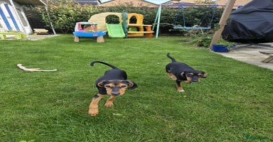 Mixed Breed dogs - Advert 3