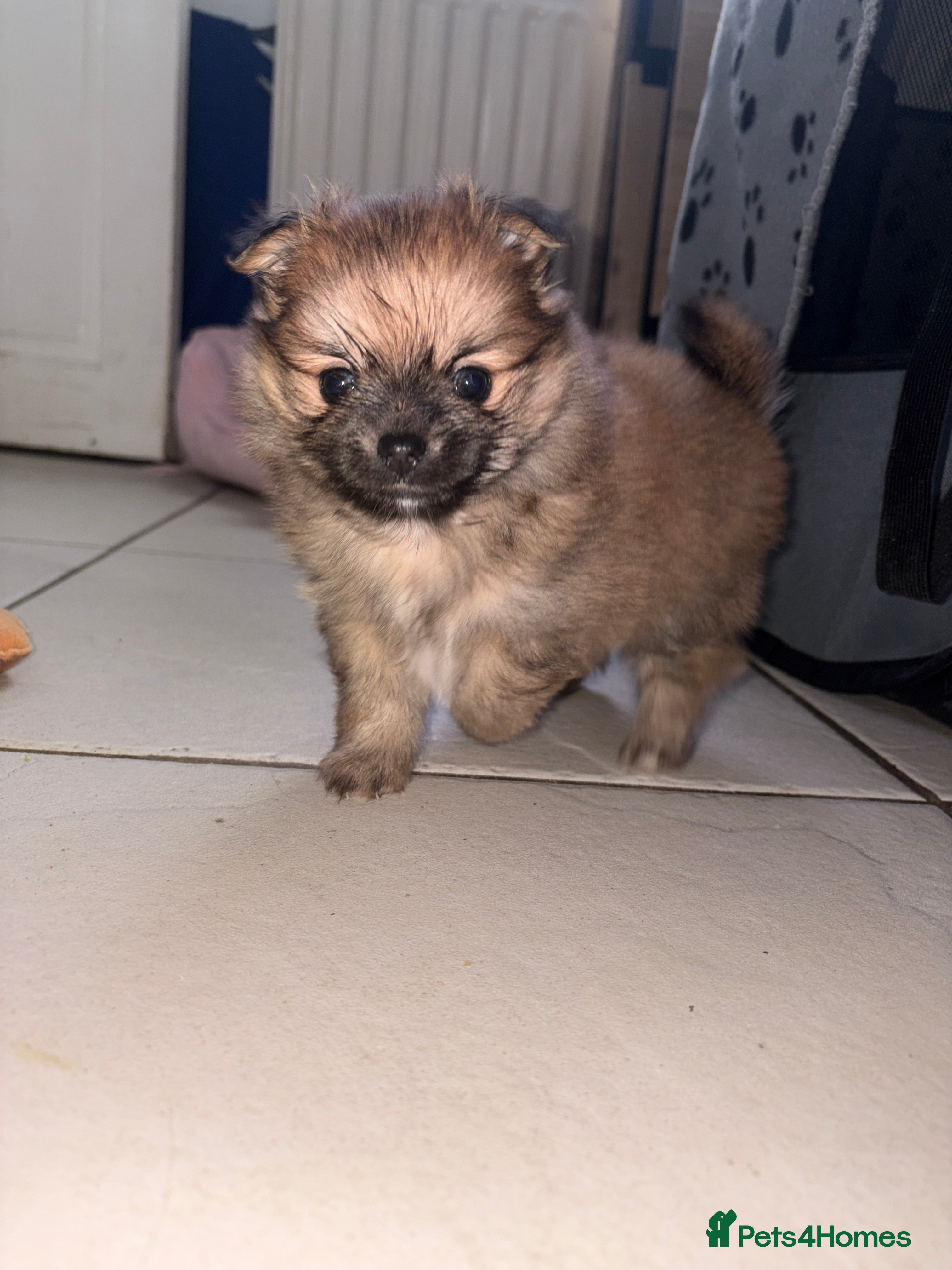 Pomchi dogs Two beautiful pomchis - Advert 1