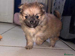 Pomchi dogs Two beautiful pomchis - Advert 10