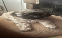 Shih Tzu dogs for sale: Shih tzu puppies - Image 8