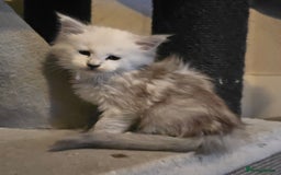 Maine Coon cats for sale: RARE Maine Coon Kittens Black Shaded  - Image 13