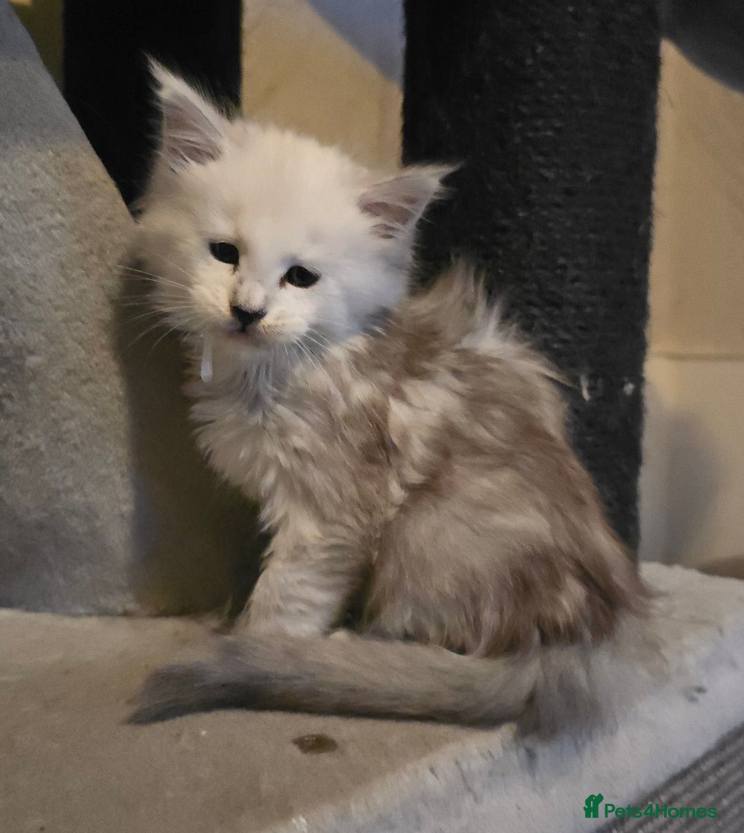 Maine Coon cats for sale: RARE Maine Coon Kittens Black Shaded  - Image 13