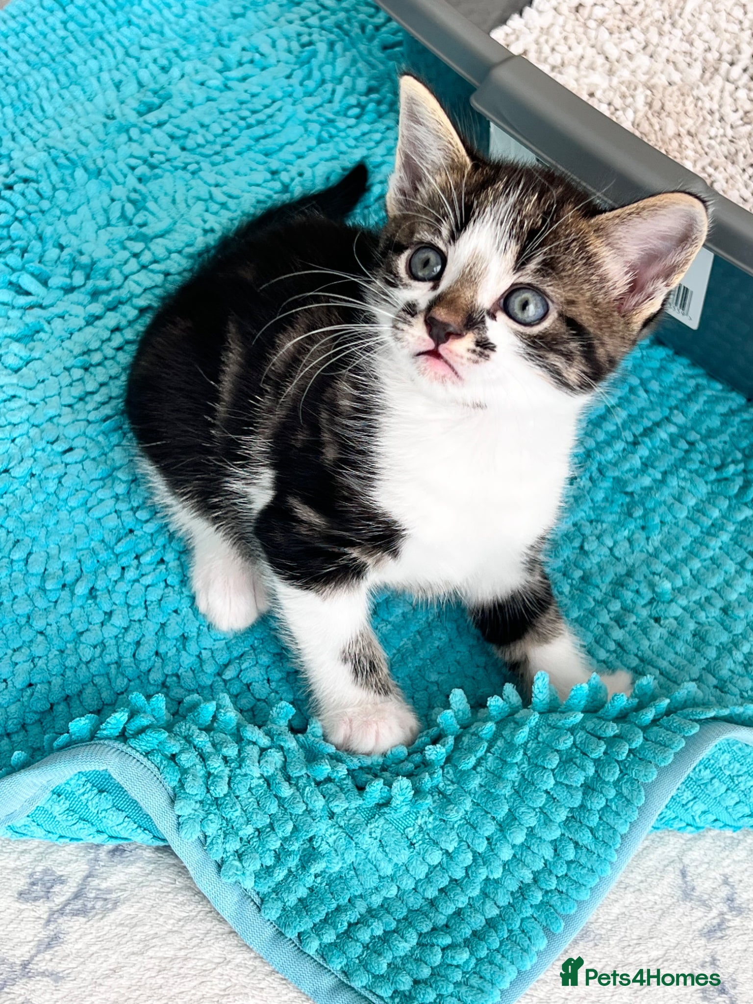 Mixed Breed cats Adorable and very playful kittens - Advert 2