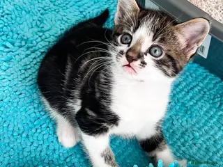 Mixed Breed cats Adorable and very playful kittens - Advert 2