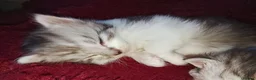 Maine Coon cats for sale: Our beautiful babies have been born! - Advert 8