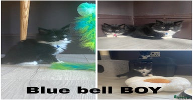 Mixed Breed cats - Advert 6