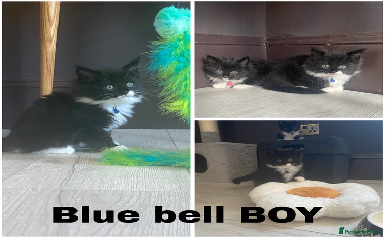 Mixed Breed cats for sale - Advert 1