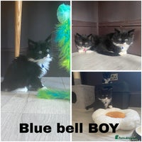 Mixed Breed cats - Advert 6