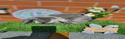French Lop rabbits for sale: Giant French Lop babies with imported parents - Advert 13