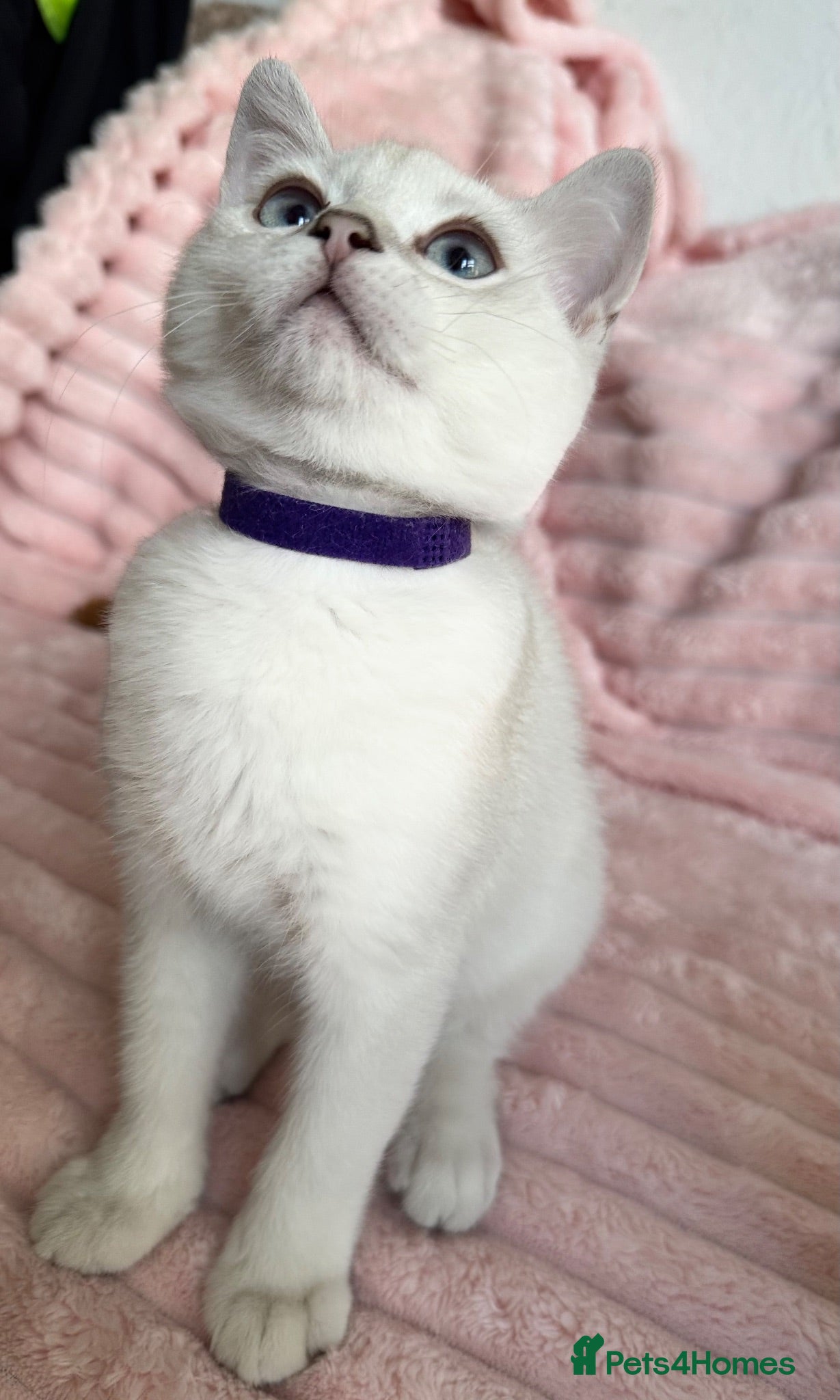 British Shorthair cats Beautiful BSH Blue Golden TICA kittens - Advert 12
