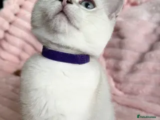 British Shorthair cats Beautiful BSH Blue Golden TICA kittens - Advert 12
