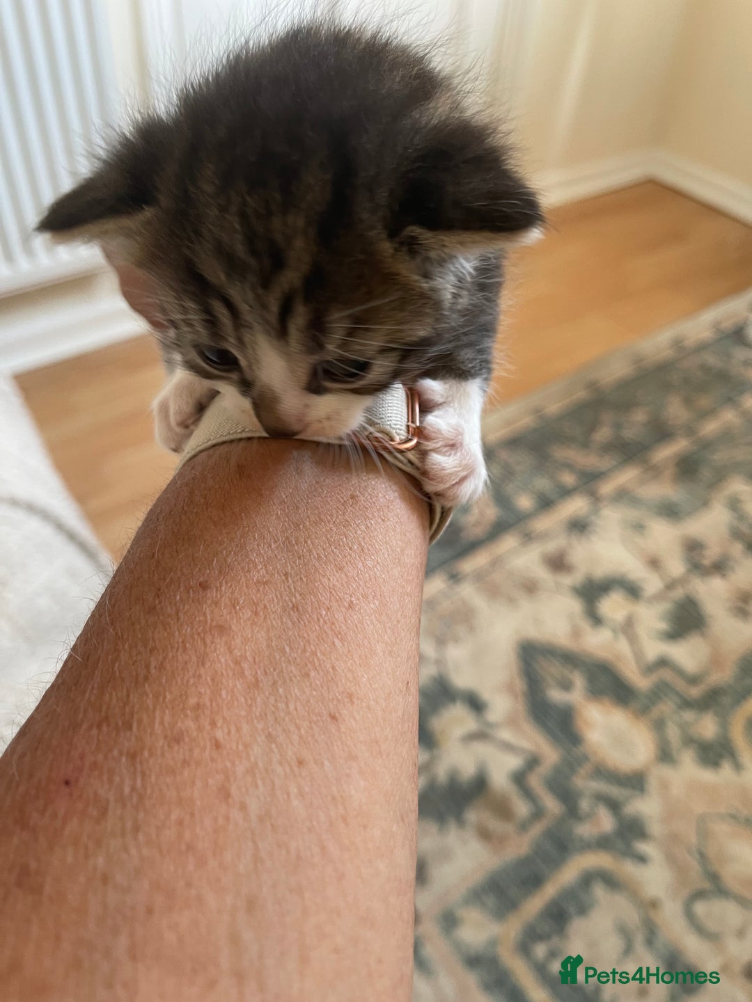 British Shorthair cats for sale: Gorgeous kittens - Image 12