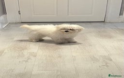 Maltese dogs for sale: Beautiful Maltese x Bichon frise girl 3 months old - Image 1