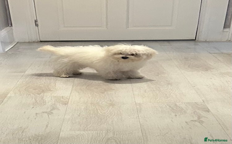 Maltese dogs - Advert 6
